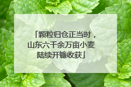 颗粒归仓正当时，山东六千余万亩小麦陆续开镰收获